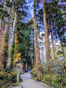 出羽三山神社 羽黒山,出羽三山神社,庄内の写真素材