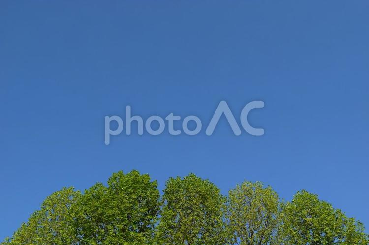 新緑の木々と青空 新緑,木,青空の写真素材