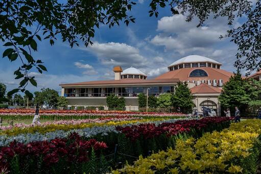 ユリ 百合,ユリ,花の写真素材