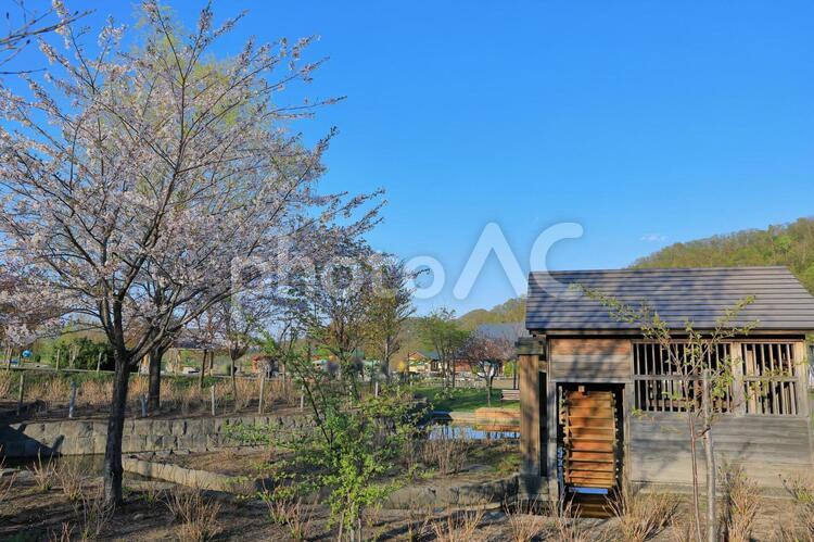 五天山公園　水車小屋と桜 水車小屋,小屋,水車の写真素材