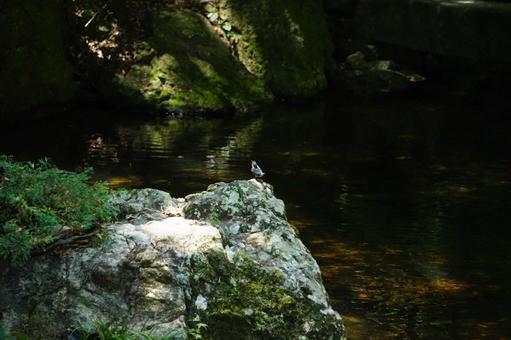渓流の岩に立つ小鳥 渓流の岩に立つ小鳥 小鳥,自然,渓流の写真素材
