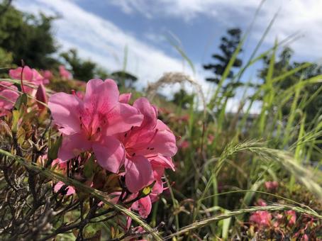 花 花の写真