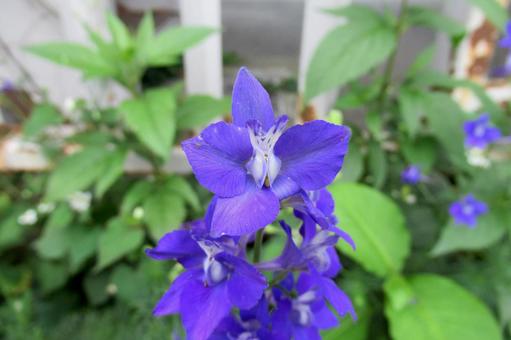 道沿いに咲くチドリソウのアップ 道沿いに咲くチドリソウのアップ チドリソウ,花,植物の写真素材