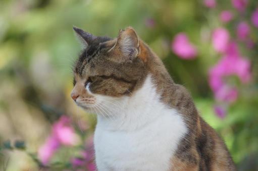 ねこ ねこ にゃんこ,可愛い,野良猫の写真素材