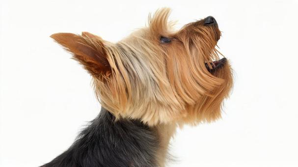 ヨークシャー・テリア15の写真