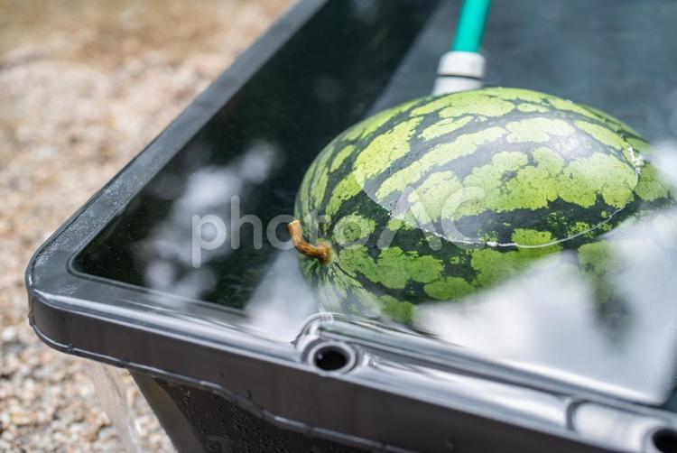 水に浸けたスイカ スイカ,果物,瓜の写真素材