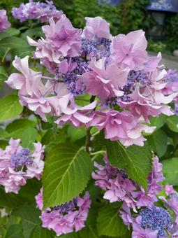 Pink and purple hydrangea flowers, JPG Pink and purple hydrangea flowers, JPG