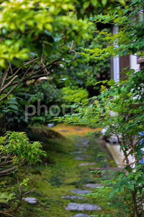 中庭に続く緑のある小路の風景 風景,中庭,樹木の写真素材