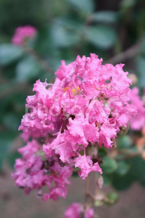 京都御苑　さるすべりの花 さるすべり,花,木の写真素材