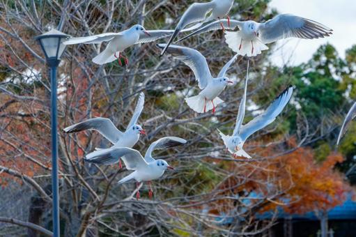 Black-headed gulls flying in a park with autumn leaves, JPG Black-headed gulls flying in a park with autumn leaves, JPG