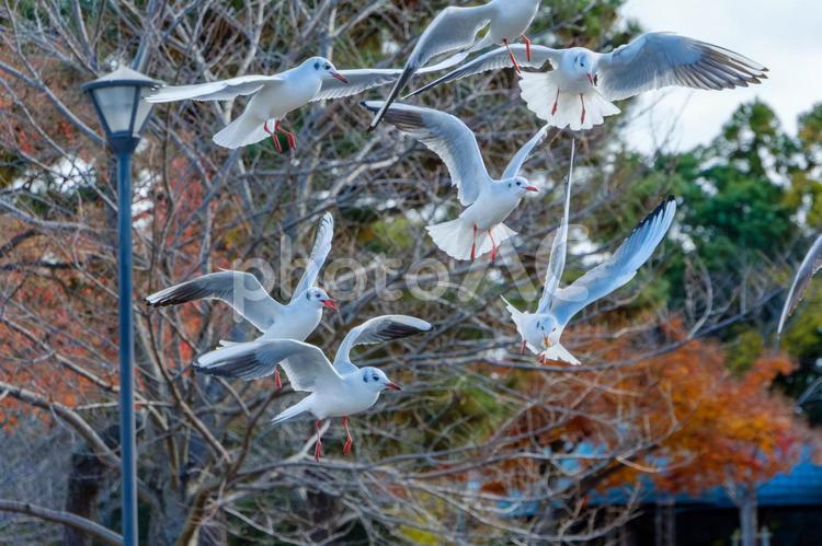 紅葉の公園で舞うユリカモメたち ユリカモメ,鳥,野鳥の写真素材