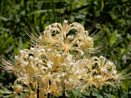 [Photo of cluster amaryllis] Scenery of cluster amaryllis blooming, JPG