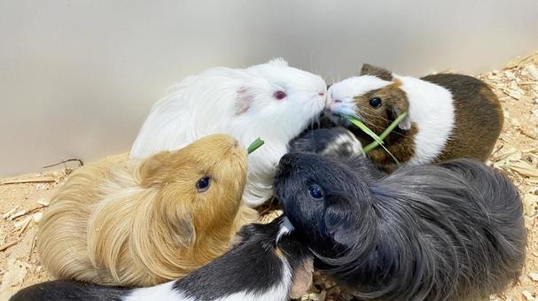 モルモット モルモット モルモット,小動物,ペットの写真素材