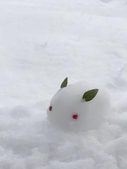 눈 토끼, JPG 눈 토끼, JPG