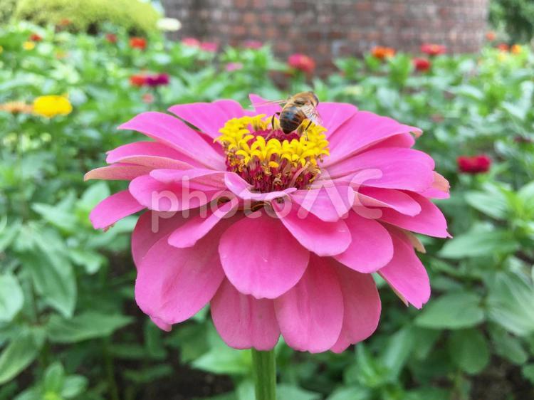 百日草とみつばちの後姿 はち,はっぱ,みつばちの写真素材