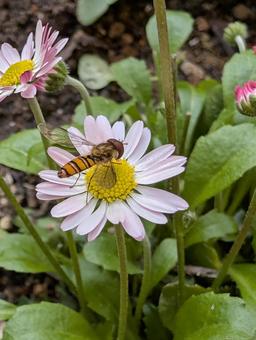 イングリッシュデージーとヒラタアブ イングリッシュデージー,花,ピンクの写真素材
