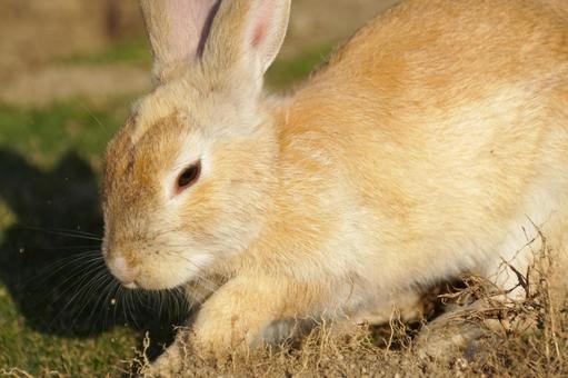 広島県大久野島の穴を掘るウサギ2 うさぎ,兎,穴の写真素材