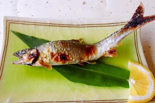 鮎の塩焼き 鮎の塩焼き,鮎,川魚の写真素材