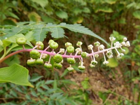 【植物写真】ヨウシュヤマゴボウ 【植物写真】ヨウシュヤマゴボウの写真