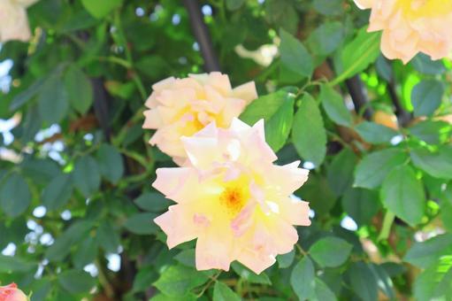 万博記念公園のバラ 万博記念公園のバラ バラ,花,植物の写真素材