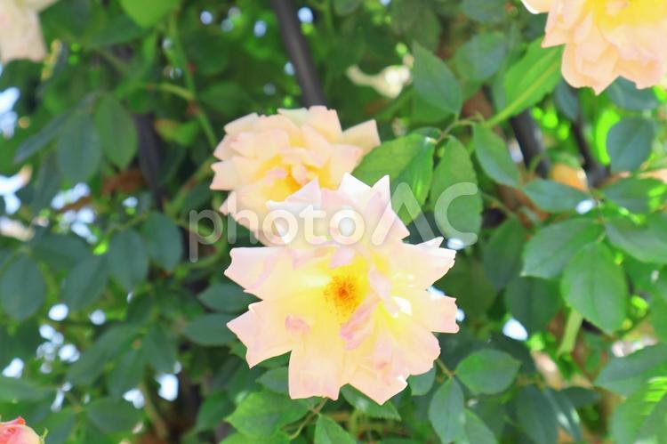 万博記念公園のバラ バラ,花,植物の写真素材