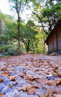 落ち葉ロード 落ち葉ロードの写真