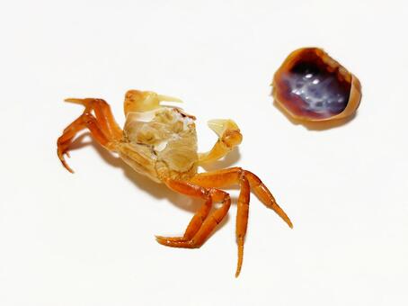 サワガニの抜け殻 サワガニ,かに,抜け殻の写真素材