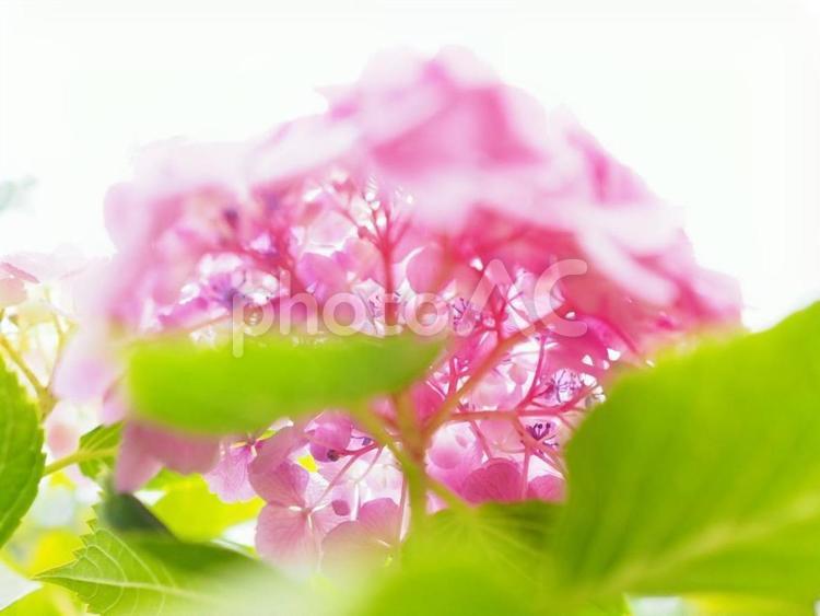 萼が透き通るピンク色のアジサイ アジサイ,花,梅雨の写真素材