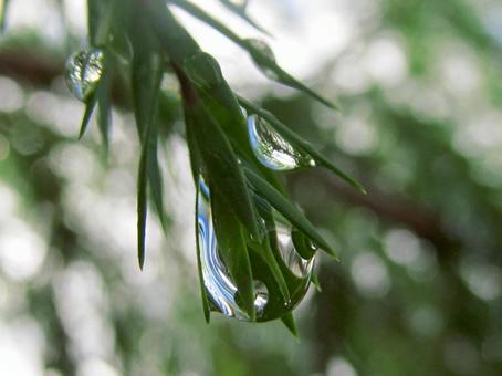 水滴と緑の葉の風景 水滴と緑の葉の風景 水滴,しずく,雨の写真素材