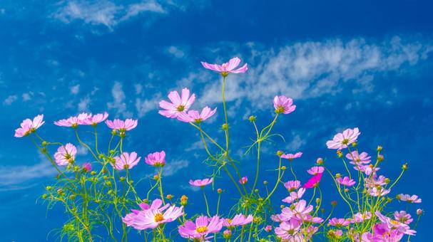 Cosmos 4, JPG