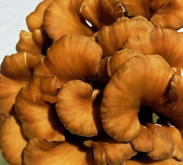 Maitake mushrooms, JPG