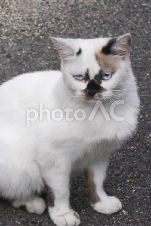 ちょっとぶさいくな猫 猫,野良猫,ブサイクの写真素材