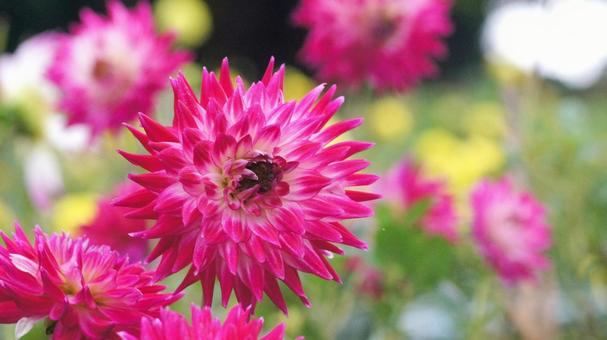 秋のダリア園-871 ダリア,ピンク,ショッキングピンクの写真素材