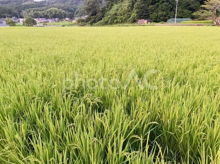 田んぼと稲 稲,田んぼ,夏の写真素材
