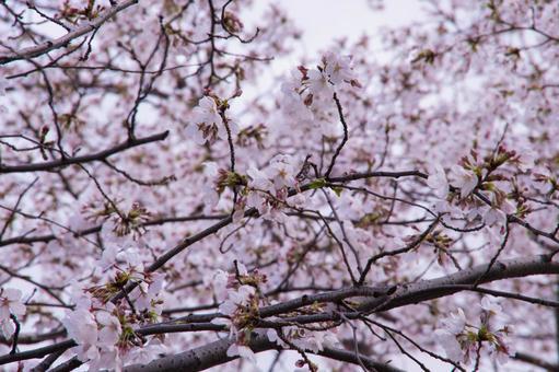 桜の写真