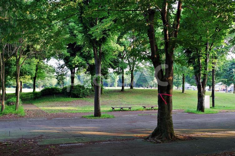 夏の公園にて 公園,夏,木立の写真素材