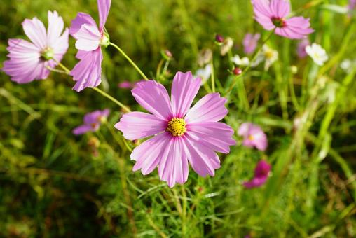 コスモスの花 コスモス,秋,花の写真素材
