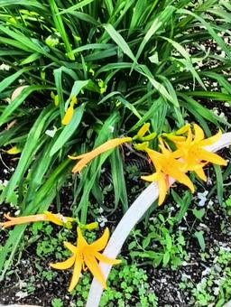 黄色の明るい花 黄色の明るい花の写真