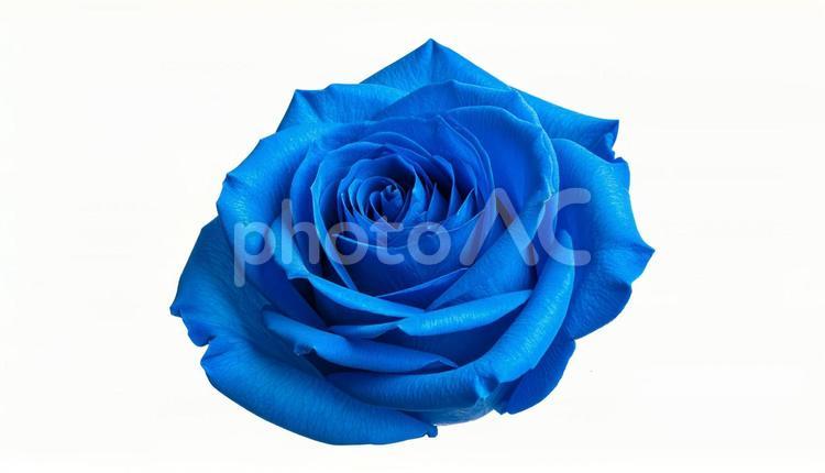青い薔薇のクローズアップ（背景透過） ブルーローズ,薔薇,花の写真素材