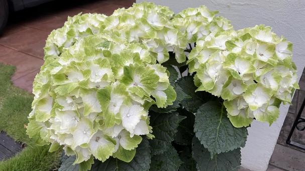 アジサイの花 花,アジサイ,あじさいの写真素材