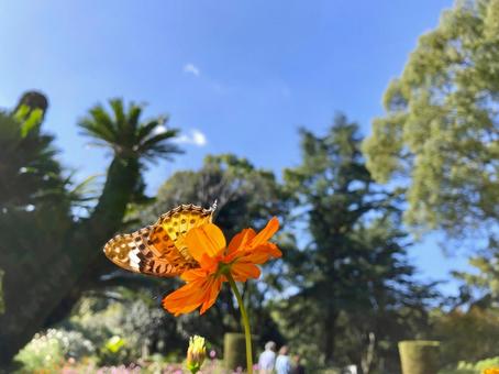 コスモスと蝶 コスモスと蝶 コスモス,キバナコスモス,蝶の写真素材