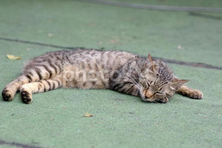 すやすや眠る路地のキジトラ猫 ネコ,ノラ猫,キジトラ猫の写真素材