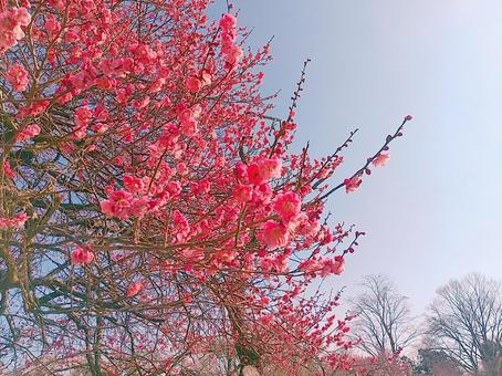 青空いっぱいに咲き誇る満開の紅梅② 青空いっぱいに咲き誇る満開の紅梅② 梅,紅梅,青空の写真素材