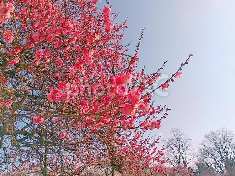 青空いっぱいに咲き誇る満開の紅梅② 梅,紅梅,青空の写真素材