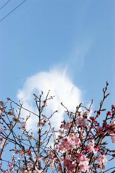 桜の花と雲 桜の花と雲の写真