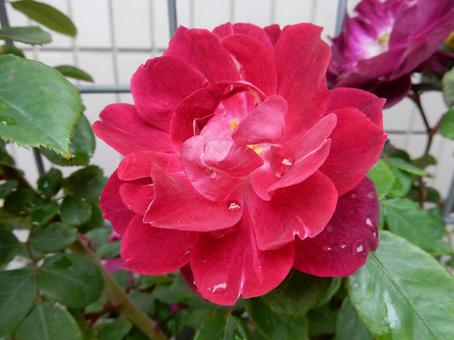 【薔薇の写真】バラの花 【薔薇の写真】バラの花の写真