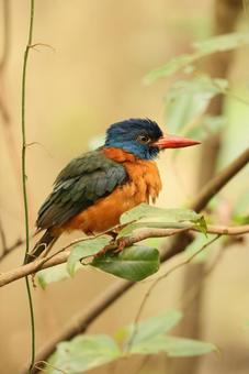 チャバラショウビン チャバラショウビン チャバラショウビン,翡翠,野鳥の写真素材
