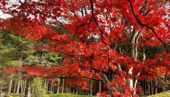 紅葉 紅葉 秋,モミジ,赤の写真素材