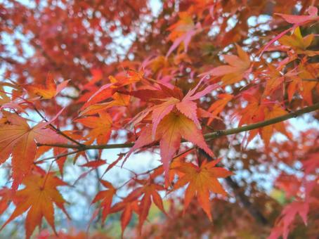 真っ赤なモミジ_43の写真