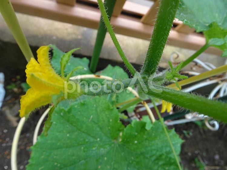 大きくなあれ きゅうり,たのしみ,ガーデニングの写真素材